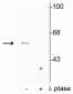 Anti-Synaptotagmin (Ser309) Antibody